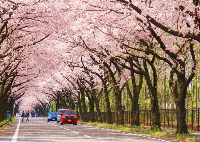 芳賀町 かしの森公園 子どもと遊べる桜の名所をご紹介 ママライターイチ押し トピックス クルールとちぎ ママライフをハッピー カラフルに